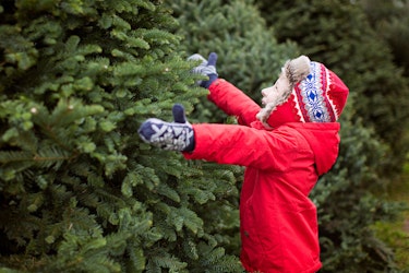 Christmas Tree Farms in Headwaters