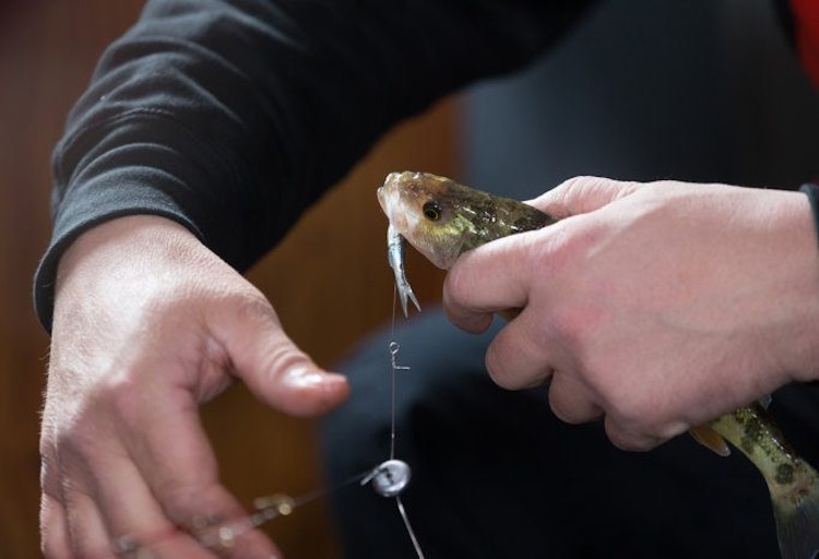Sustainable Catch and Release Fishing Season Open In YDH