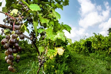 Harvest Season at Holland Marsh Wineries