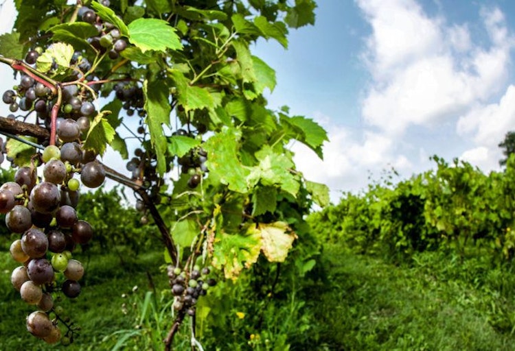 Harvest Season at Holland Marsh Wineries